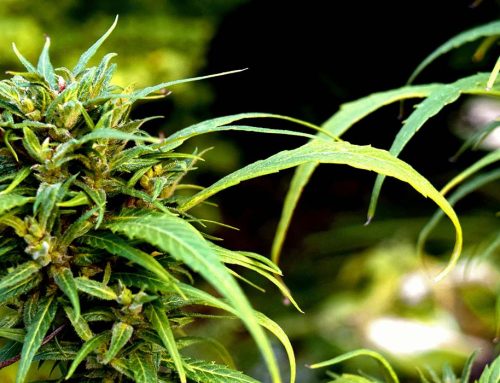 Would Marijuana Rescheduling Lead to Legalization?