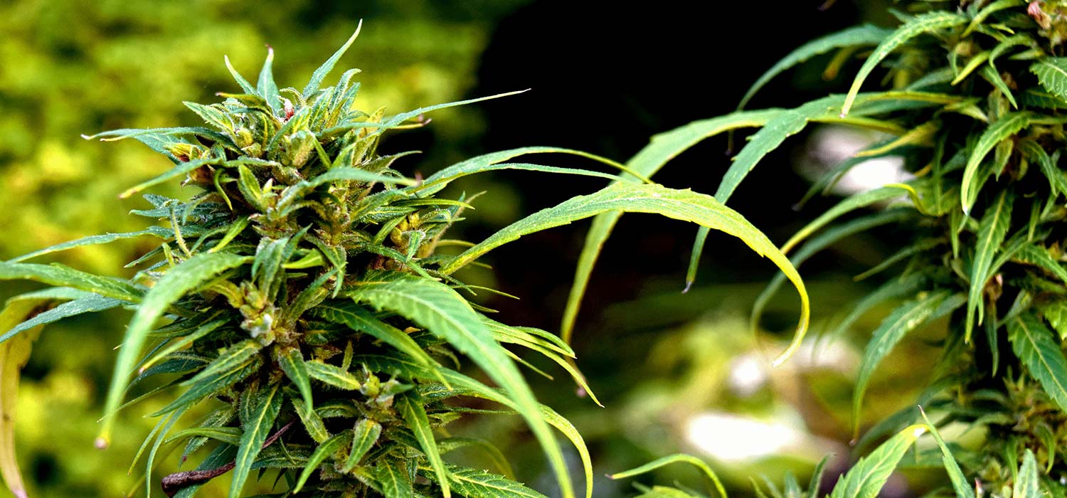 Would Marijuana Rescheduling Lead to Legalization