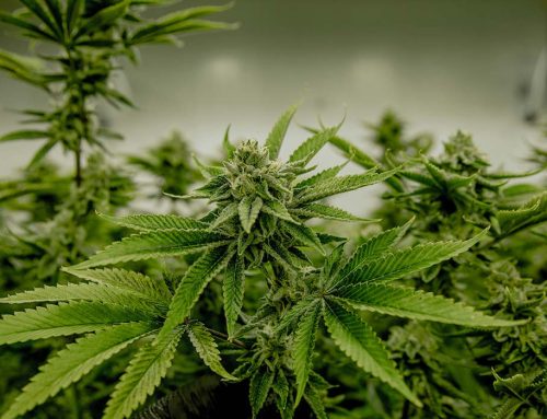 Florida Voters Will Decide on Marijuana Legalization in November