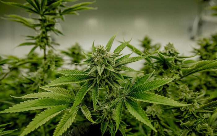 Florida Voters Will Decide on Marijuana Legalization in November