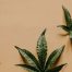 Historic Change in Marijuana Laws as DEA Endorses Medical Value