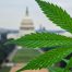 Leaf in front of capitol