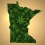 Minnesota outline with weed leaves